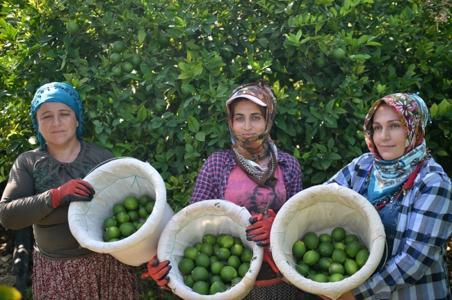 Limon hasadında kadın işçiler öne çıkıyor